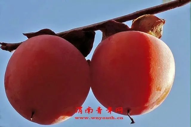 据说春节在国外很火,都有哪些国家会过这个节啊?