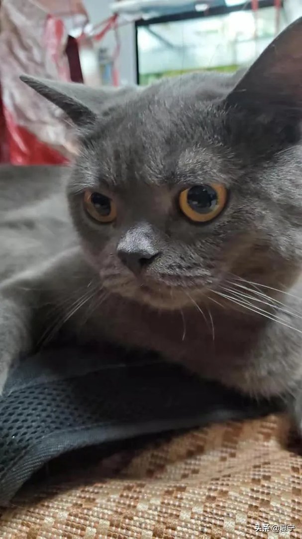 你家的猫做过哪些不可思议的事呢？