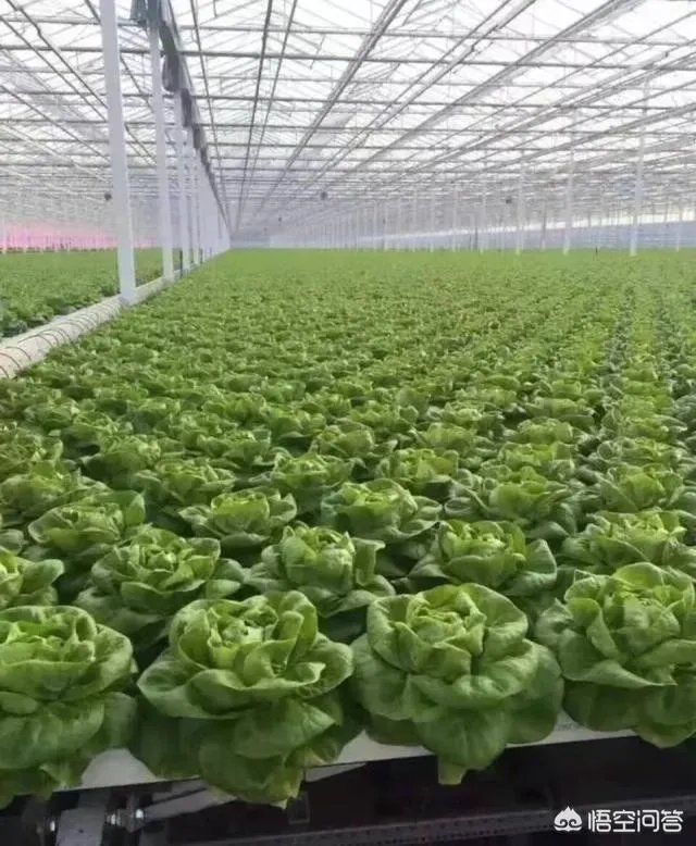 如何打造生态休闲农业园项目?