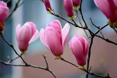 玉兰花是什么颜色？