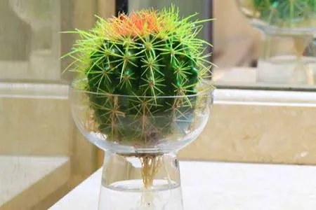 无土栽培的植物有哪些 无土栽培的3种方式