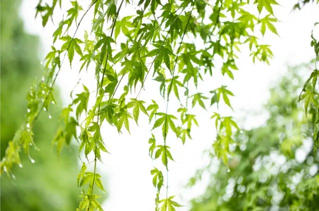 2021年三伏天时间表 2021年初伏中伏末伏是哪天