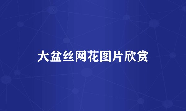大盆丝网花图片欣赏