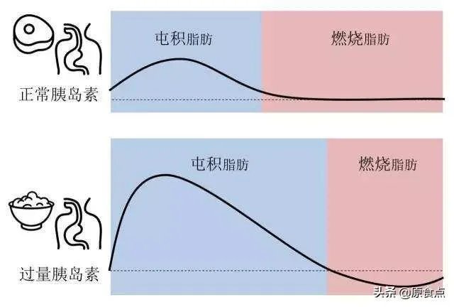 食物中的油脂进入人体后,会直接转换成人体的脂肪储存起来吗?