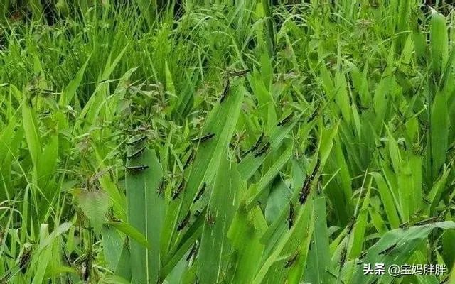 如何看待黄脊竹蝗已经入侵我国云南普洱市累积发生面积近10万亩,将会造成什么样的影响?应该如何应对?