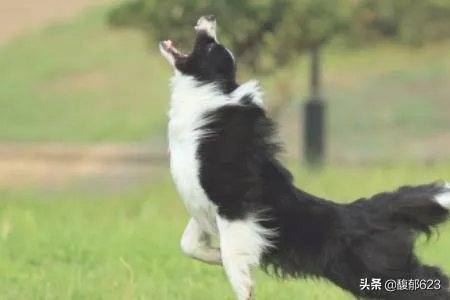 边境牧羊犬如何训练?