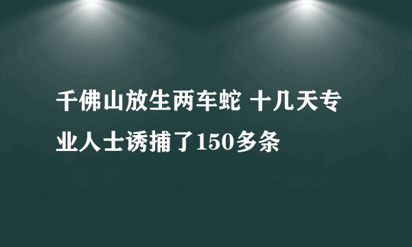 千佛山放生两车蛇 十几天专业人士诱捕了150多条