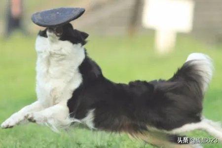 边境牧羊犬如何训练?