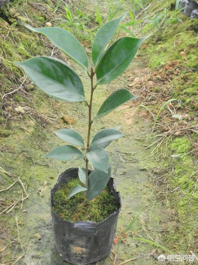 两年的小苗茶花怎么剪枝?