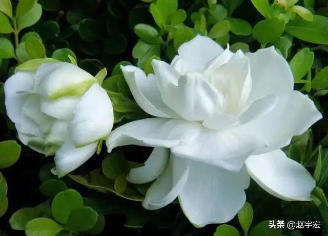 郑州一男子钓鱼时钓线被扯断,跳入水中追鱼不幸溺亡,你怎么看?