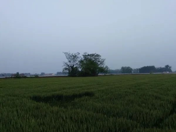 中国有出现过