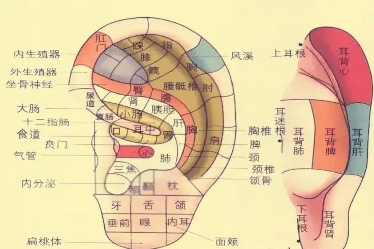 耳部经络图解大全