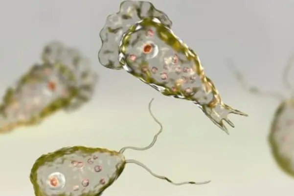 美国现可怕的“食脑虫”,这种虫子会传染吗?