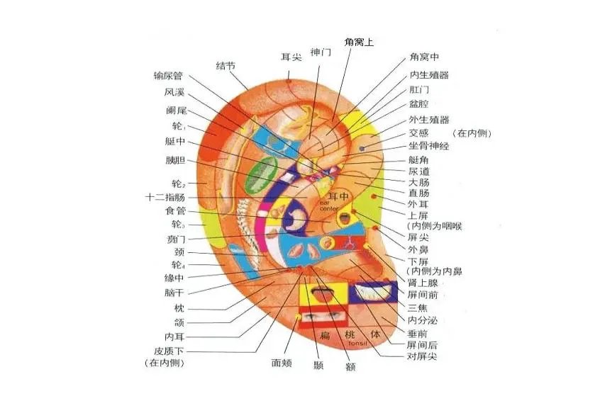 耳部经络图解大全