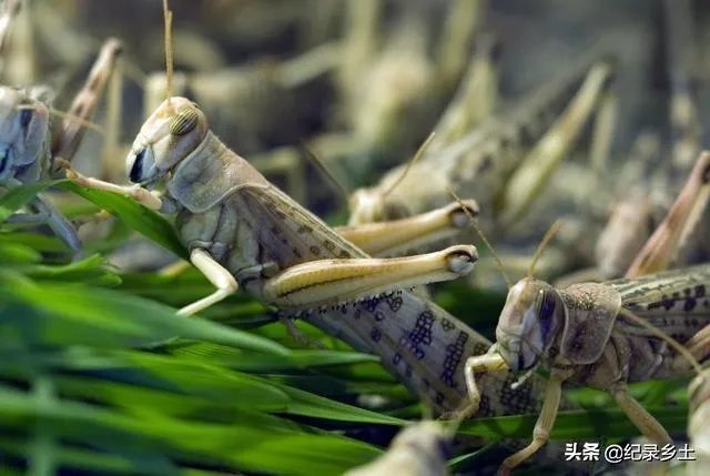 如何看待黄脊竹蝗已经入侵我国云南普洱市累积发生面积近10万亩,将会造成什么样的影响?应该如何应对?