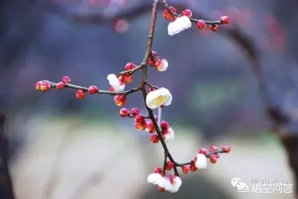如何打造生态休闲农业园项目?