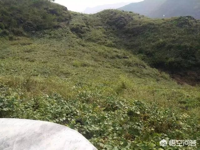 如何打造生态休闲农业园项目？