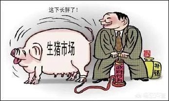 卖一头猪亏300，养殖户是规模化猪场还是疯狂扩建？