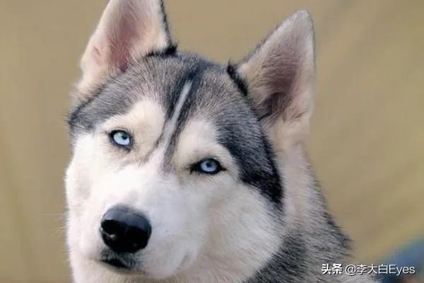 哈士奇犬好养吗？