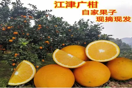 中国十大柑橘之乡是哪里