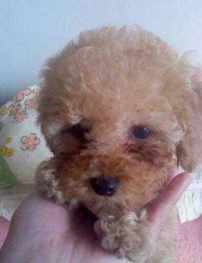 狗狗泪痕怎么解决？