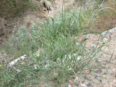 科学家发现大片隐形森林 地球上七座最奇特森林盘点