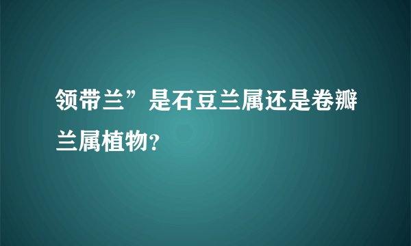 领带兰”是石豆兰属还是卷瓣兰属植物？