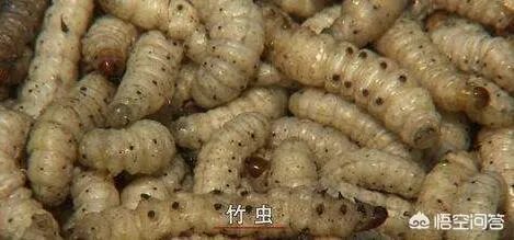 你认为中央电视台的《致富经》能让人致富吗?