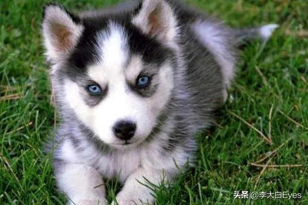 哈士奇犬好养吗？