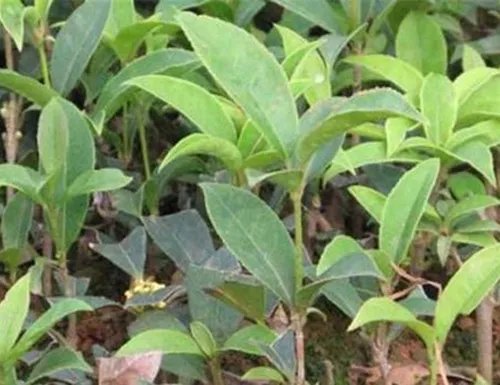 桂花树的价格一览表 桂花树一般能活多久