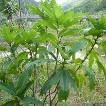 适合南方种植的懒人药材有哪些?