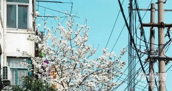 中国最美的十所大学排名_全国最美大学排名最新