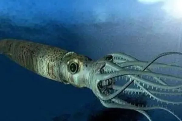 十大最大的海洋生物排名，第一是蓝鲸，虎鲸上榜