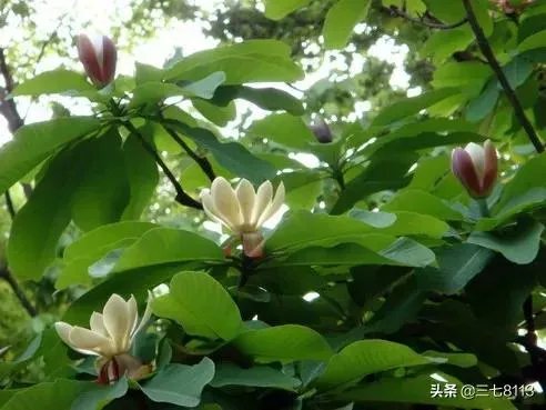 适合南方种植的懒人药材有哪些?