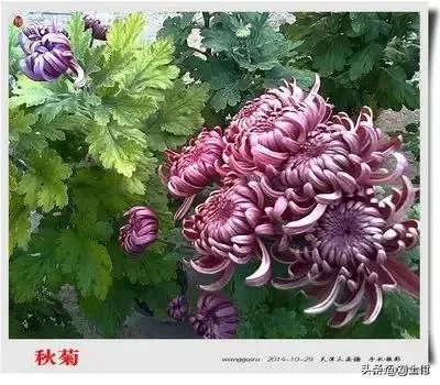 今年春晚你们有什么期待的吗?比如说赵本山会上吗?