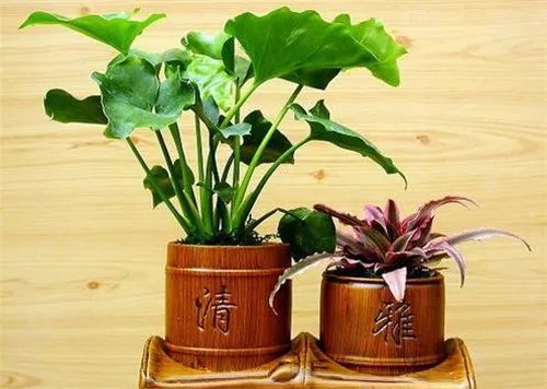千手观音植物怎么养 千手观音有毒吗