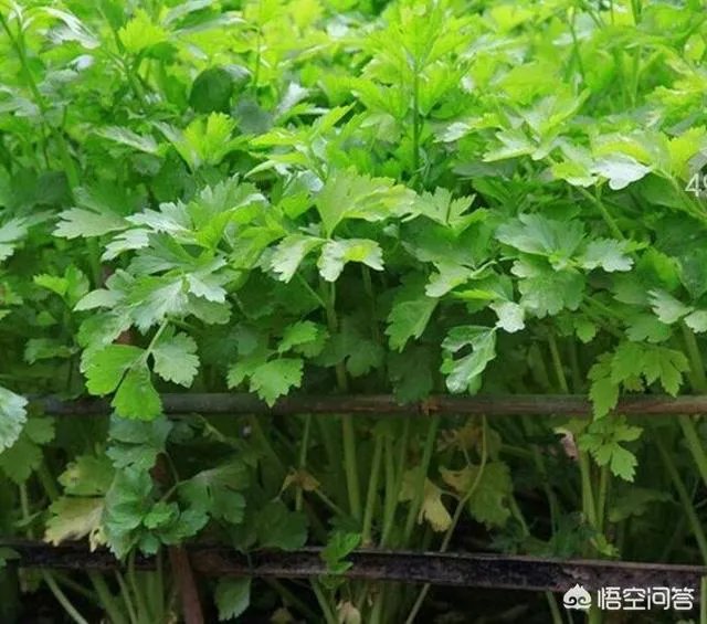 经过“豆你玩”、“姜你军”、“蒜你狠”之后,近期又迎来了“香死你”,你怎么看?