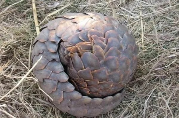 穿山甲从药典中除名,药用功效可被替代吗?
