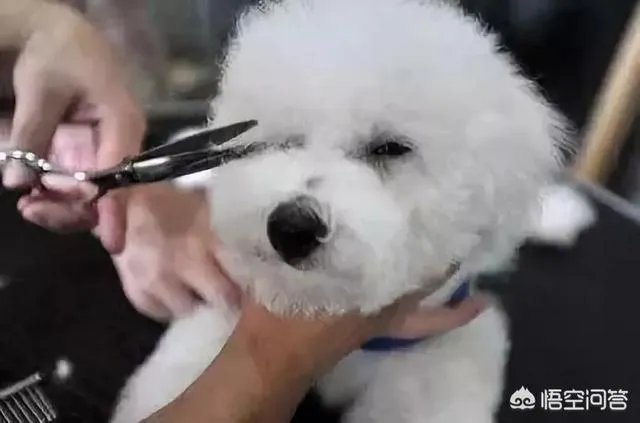 狗狗泪痕怎么解决？