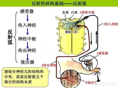 大脑科学如何解释“饥饿成怒”?