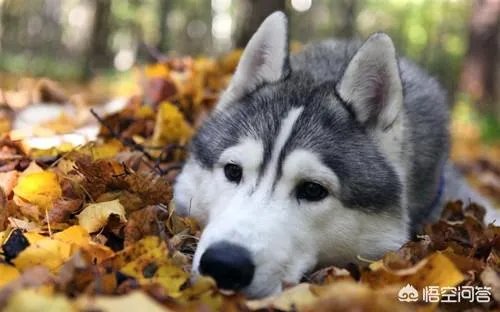 狗狗长骨头的时候会感觉痛吗?