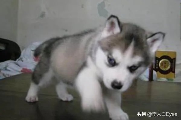 哈士奇犬好养吗？