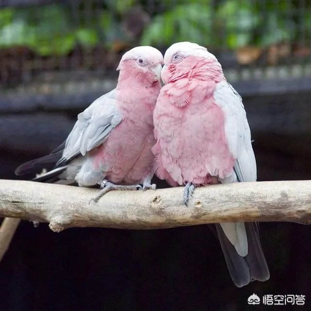 和老婆吵架,哄她她不理,真的不理她又说不关心她,该怎么办?
