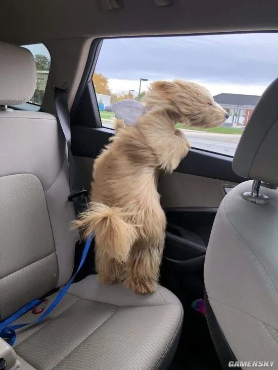 拥抱活的超大“泰迪熊”什么感觉？金贵宾犬萌爆