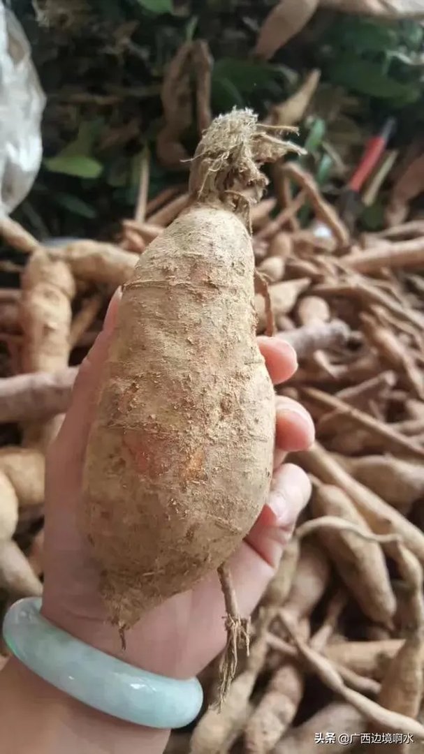 适合南方种植的懒人药材有哪些?