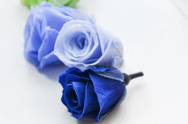 蓝玫瑰的花语 蓝玫瑰的寓意是什么