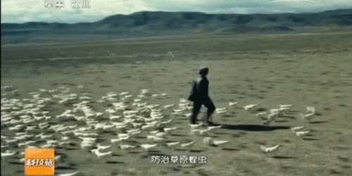 如何看待黄脊竹蝗已经入侵我国云南普洱市累积发生面积近10万亩,将会造成什么样的影响?应该如何应对?