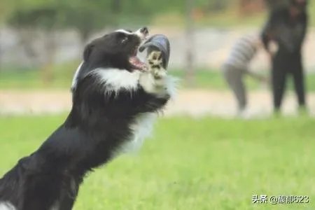 边境牧羊犬如何训练?