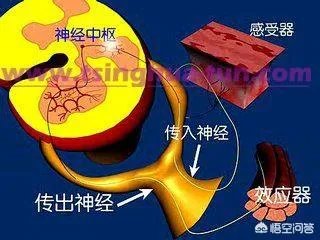 大脑科学如何解释“饥饿成怒”?