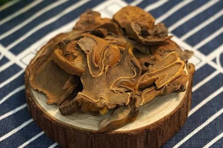 金毛狗脊图片